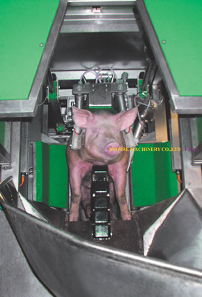Living pig three point stunning machine