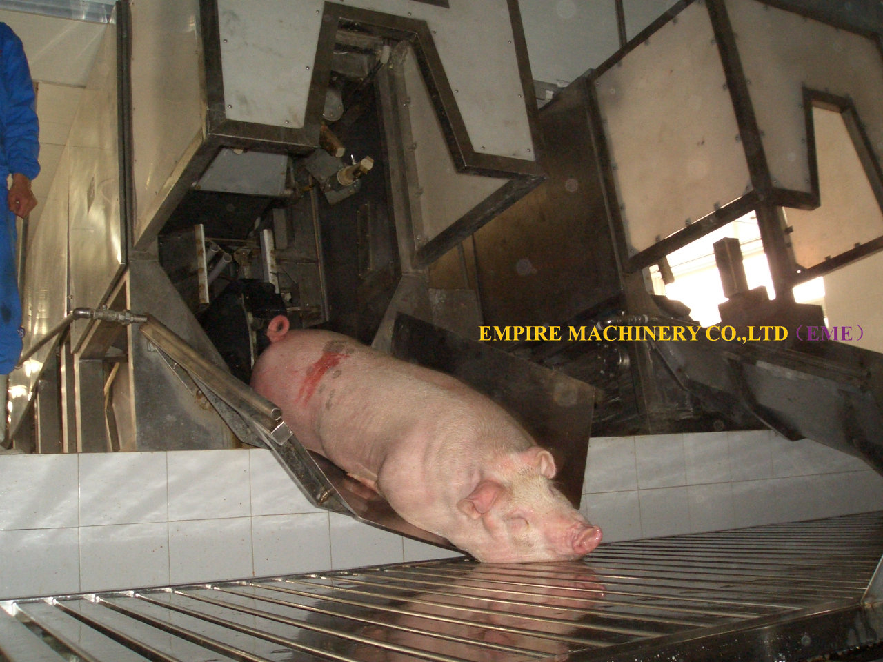 Living pig three point stunning machine
