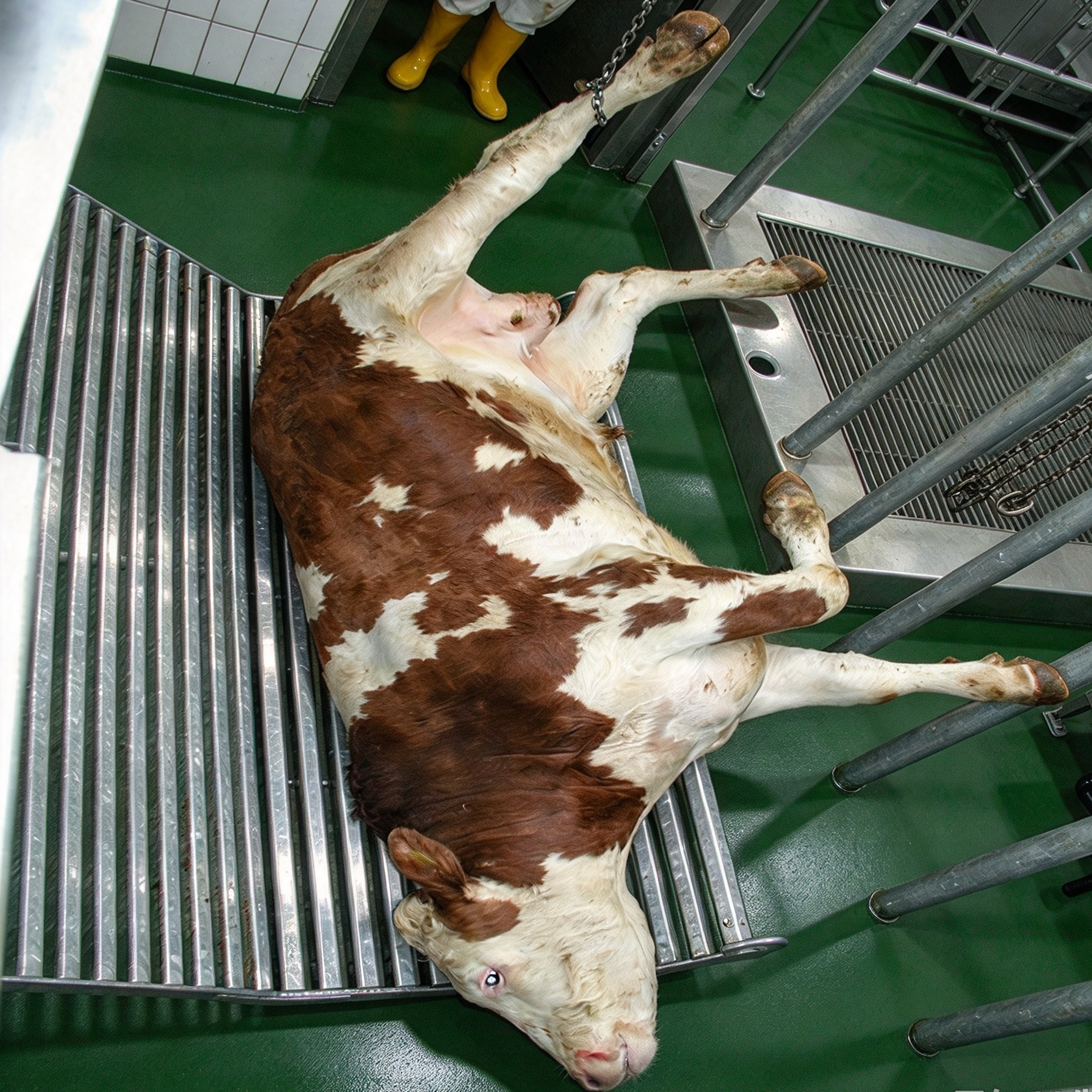 【QE-C105】Cattle carcass receiving grid Cattle slaughterhouse equipment cow abattoir machine