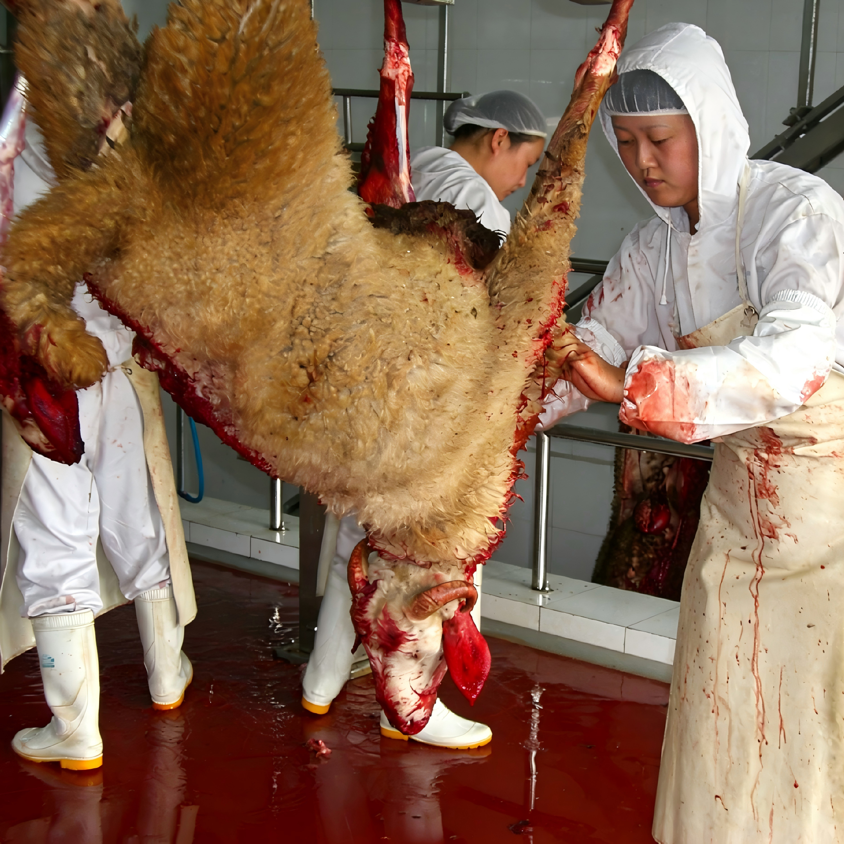 【QE-S201-III】Sheep(goat) carcass pre-skinning synchronous automatic convey rail sheep slaughterhouse slaughtering equipment goat abattoir goat slaughter line machine